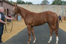Lot  228 Oghill House Stud T A Y 983 Tattersalls