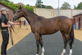 Lot  165 Salcey Forest Stud T A Y 954 Tattersalls