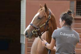 Culworth Grounbds T A Y 2740 Tattersalls