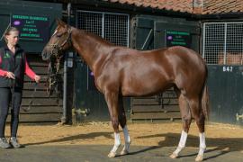 Lot  174 Houghton Bloodstock T A Y 2427 Tattersalls
