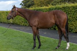 Lot  245 Whitsbury Manor Stud T A Y 2879 Tattersalls