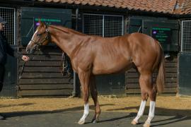 Lot  254 Houghton Bloodstock T A Y 2449 Tattersalls