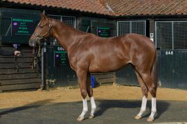 Lot  93 Houghton Bloodstock T A Y 2417 Tattersalls