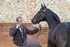 Rosyground Stud T A Y 949 Tattersalls