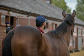 Whitsbury Manor Stud T A Y 2817 Tattersalls